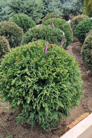 Toate produsele - Chiparos Leyland (× Cupressocyparis leylandii) 40-50 cm Globosum