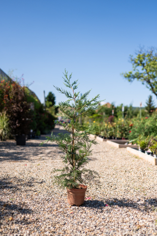 Arbori - Chiparos Leyland (× Cupressocyparis leylandii 'Gold Rider') K2 50-60 cm