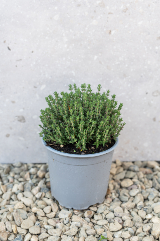 Arbuști ornamentali - Cimbru (Thymus) C13L