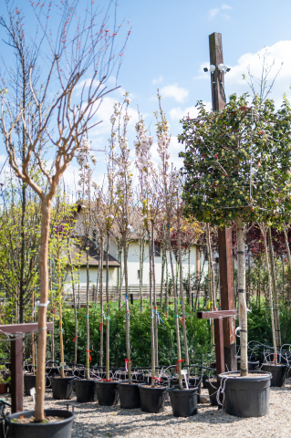 Toate produsele - Cireș japonez (Prunus serrulata 'Amanogawa')