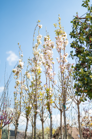 Cireș japonez (Prunus serrulata 'Amanogawa') [1]