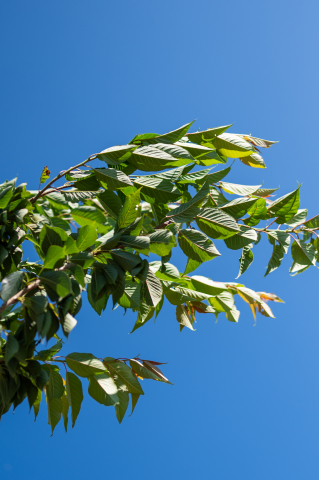 Cireș japonez (Prunus serrulata 'Kanzan') 10-12 cm [1]