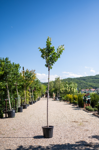 Catalog plante premium - Cireș japonez (Prunus serrulata 'Kanzan') 10-12 cm