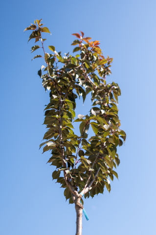 Cireș japonez (Prunus serrulata 'Royal Burgundy') [1]