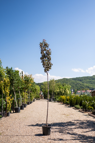 Cireș japonez (Prunus serrulata 'Royal Burgundy') [0]