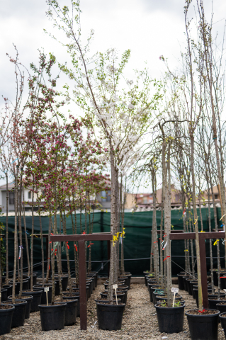Toate produsele - Cireș japonez (Prunus yedoensis) C30L