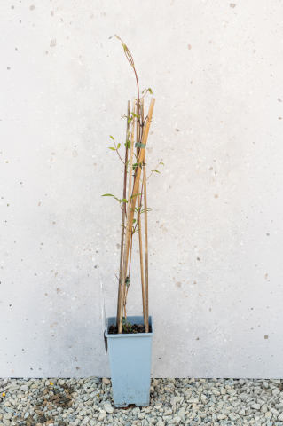 Plante cățărătoare - Clematită (Clematis) K2 50 cm