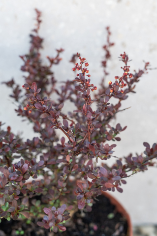 Drăcilă roșie (Berberis thunbergii 'Atropurpurea Nana') K3,5 [1]