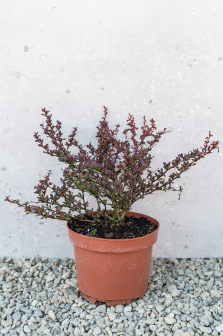 Arbuști ornamentali - Drăcilă roșie (Berberis thunbergii 'Atropurpurea Nana') K3,5