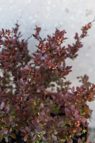 Drăcilă roșie (Berberis thunbergii 'Bagatelle') K3,5 [1]