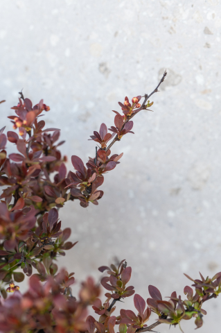 Drăcilă roșie (Berberis thunbergii 'Bagatelle') K3,5 [2]