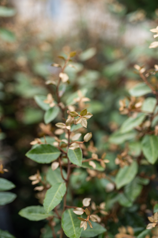 Elaeagnus (Elaeagnus ebbingei) 80-100 cm [1]