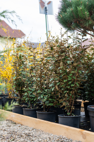 Toate produsele - Elaeagnus (Elaeagnus ebbingei) 80-100 cm