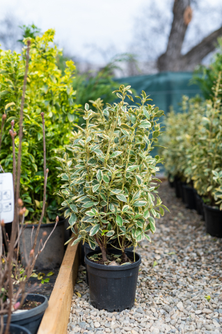 Toate produsele - Euonymus (Euonymus japonicus 'Bravo') C5L