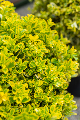 Euonymus (Euonymus japonicus 'Elegantissima Aurea') C35L [1]