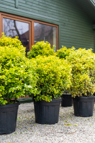 Toate produsele - Euonymus (Euonymus japonicus 'Elegantissima Aurea') C35L