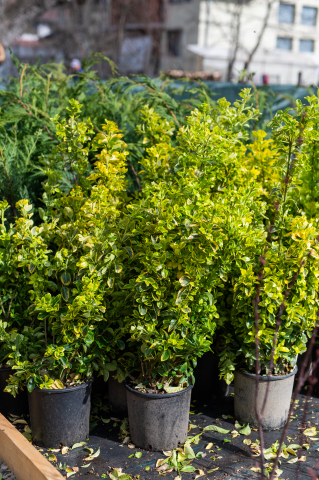 Toate produsele - Euonymus (Euonymus japonicus 'Elegantissima Aurea') C9L