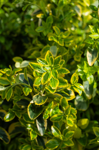 Euonymus (Euonymus japonicus 'Elegantissima Aurea') C9L [2]