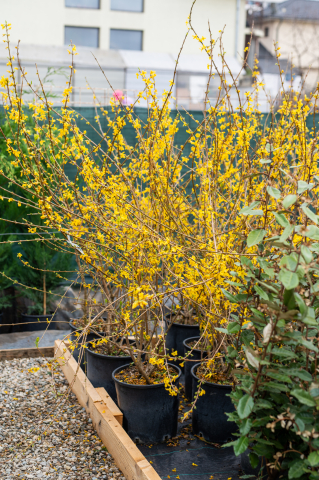 Forsythia (Forsythia) C15L [1]
