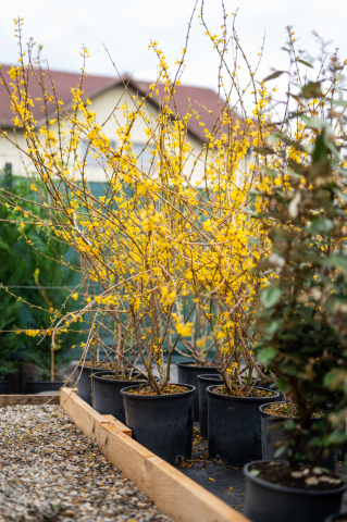 Toate produsele - Forsythia (Forsythia) C15L