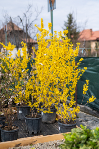 Arbuști ornamentali - Forsythia (Forsythia × intermedia 'Lynwood') 125-150 cm