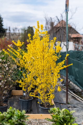 Forsythia (Forsythia × intermedia 'Lynwood') 125-150 cm [1]
