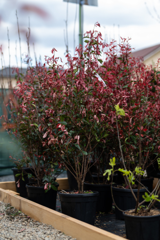 Fotinia (Photinia fraseri 'Carre Rouge') C15L [1]