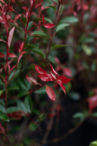 Fotinia (Photinia fraseri 'Carre Rouge') C15L [3]