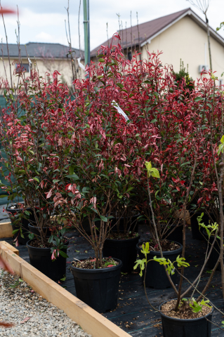 Fotinia (Photinia fraseri 'Carre Rouge') C15L [0]