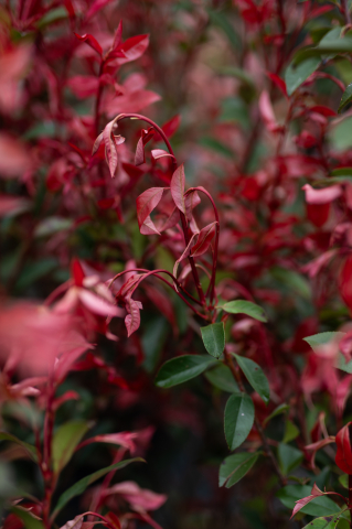 Fotinia (Photinia fraseri 'Carre Rouge') C15L [2]