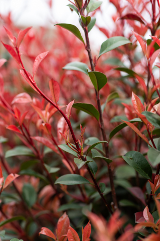 Fotinia (Photinia fraseri 'Carre Rouge') C25L T1/2 Fusto [1]