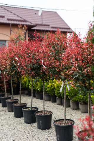 Toate produsele - Fotinia (Photinia fraseri 'Carre Rouge') C25L T1/2 Fusto