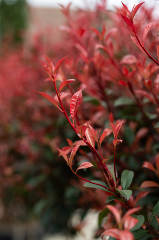 Fotinia (Photinia fraseri 'Carre Rouge') C25L T1/2 Fusto [2]