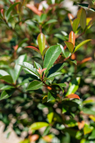 Fotinia (Photinia fraseri 'Carre Rouge') Jardiniera [1]