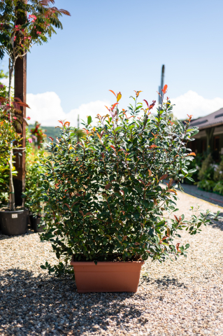 Catalog plante premium - Fotinia (Photinia fraseri 'Carre Rouge') Jardiniera