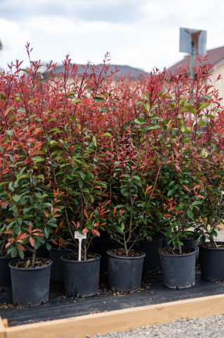 Toate produsele - Fotinia (Photinia serrulata 'Red Robin') C15L 120+ cm