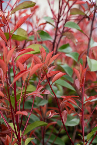 Fotinia (Photinia serrulata 'Red Robin') C15L 120+ cm [3]