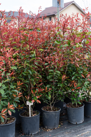 Fotinia (Photinia serrulata 'Red Robin') C15L 120+ cm [1]