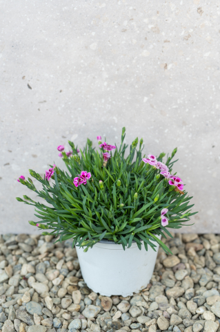 Toate produsele - Garofiță (Dianthus) K1,5