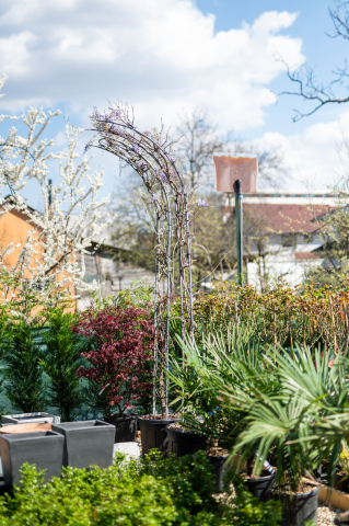 Toate produsele - Glicină (Wisteria sinensis) Arco