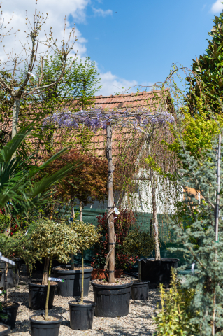 Toate produsele - Glicină (Wisteria sinensis) Ombrello