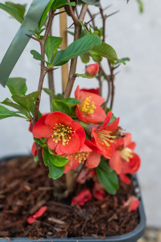 Gutui japonez (Chaenomeles japonica) K2 30-40 cm [1]