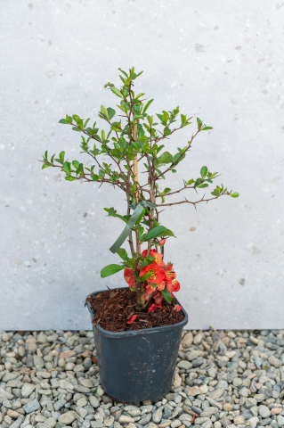 Arbuști ornamentali - Gutui japonez (Chaenomeles japonica) K2 30-40 cm