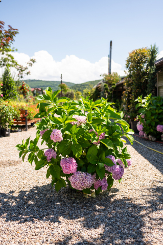 Arbuști ornamentali - Hortensie (Hydrangea hortensis) C18L