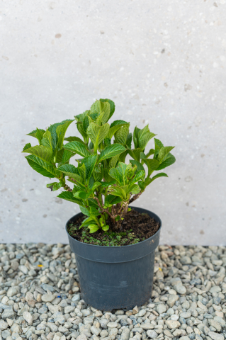 Arbuști ornamentali - Hortensie (Hydrangea macrophylla) K2 15-20 cm