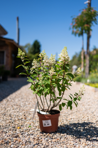 Catalog plante premium - Hortensie paniculată (Hydrangea paniculata 'Baby Lace') K3,5