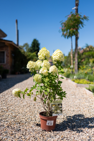 Catalog plante premium - Hortensie paniculată (Hydrangea paniculata 'Tardiva')