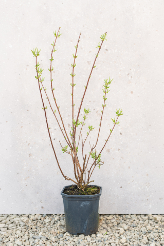 Arbuști ornamentali - Iasomie de grădină (Philadelphus 'Snowbelle') K2