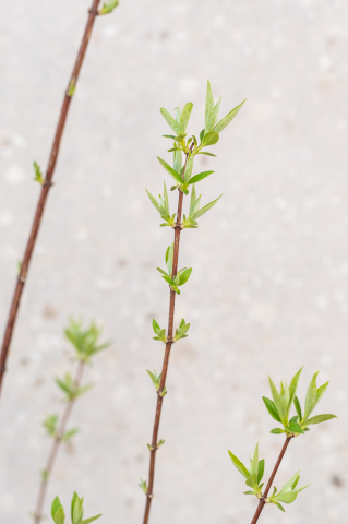 Iasomie de grădină (Philadelphus 'Snowbelle') K2 [2]