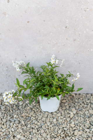 Arbuști ornamentali - Iasomie falsă (Solanum jasminoides) K1,5